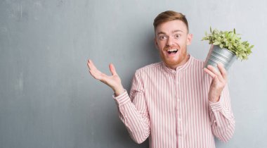 Genç Kızıl saçlı adam bitki pot çok mutlu ve heyecanlı, kazanan ifade ile çığlık zaferini kutluyor büyük holding gri grunge duvarın üzerinden gülümse ve el kaldırdı