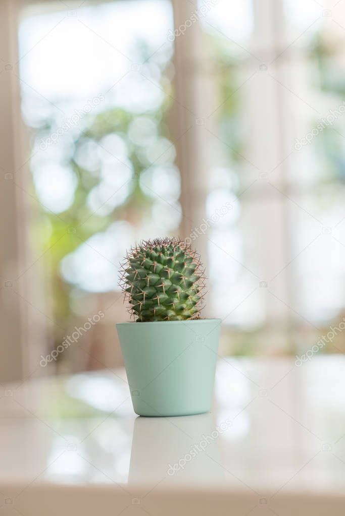Decorative cactus on table with sunny bokeh background at home.