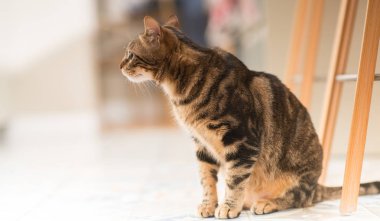 Güzel rahat yerli kedi evde