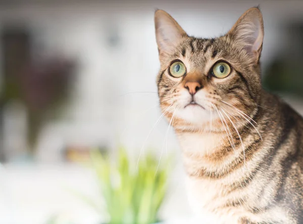 Vackra Avslappnad Tamkatt Hemma — Stockfoto