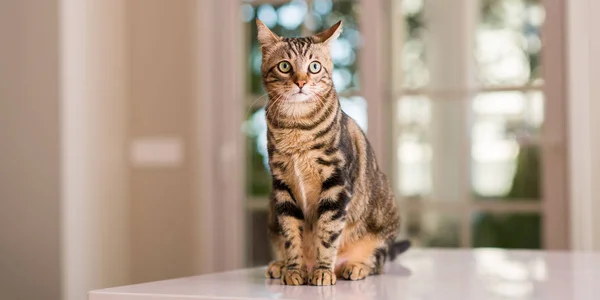 Gato Doméstico Casa — Fotografia de Stock