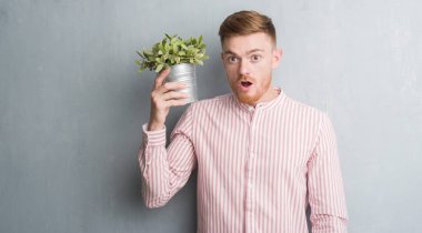 Genç Kızıl saçlı adam bitki pot korkmuş şok bir sürpriz yüz, korkuyor ve heyecanlı korku ifadesi ile tutarak gri grunge duvarın üzerinden