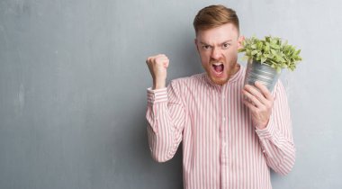 Genç Kızıl saçlı adam bitki pot tutan gri grunge duvarın üzerinden rahatsız ve boşa çıkarmak ile öfke, çılgın da yükseltilmiş el ile bağırmaya kavramı öfke