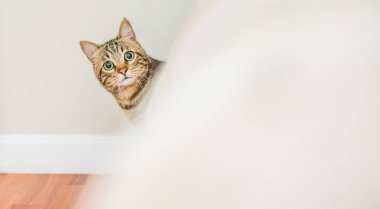 Meraklı arıyorsunuz ve Gizle oynamak evde snooping'i ve aramak kısa saç sevimli kedi