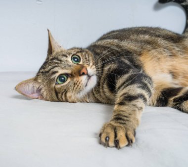 Evdeki yatakta yatan güzel kısa saçlı kedi.