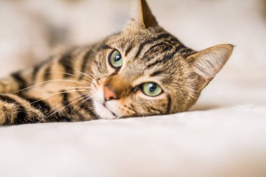 Evdeki yatakta yatan güzel kısa saçlı kedi.