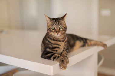 Güzel kısa saç kedi evde beyaz masanın üzerinde yatan