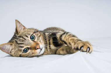 Evdeki yatakta yatan güzel kısa saçlı kedi.