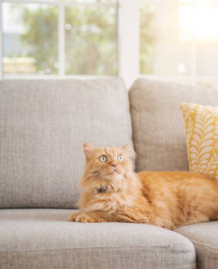 Güneşli bir günde evde kanepede yatan güzel kızıl uzun saçlarını kedi