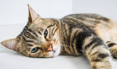 Evdeki yatakta yatan güzel kısa saçlı kedi.