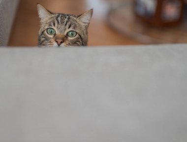 Meraklı arıyorsunuz ve Gizle oynamak evde snooping'i ve aramak kısa saç sevimli kedi