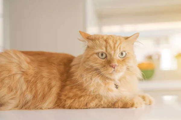 화창한 집에서 식탁에 고양이 — 스톡 사진