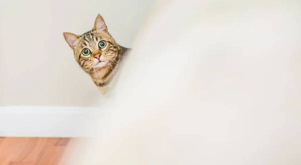 귀여운 고양이 호기심 생기고 숨기기 집에서 — 스톡 사진