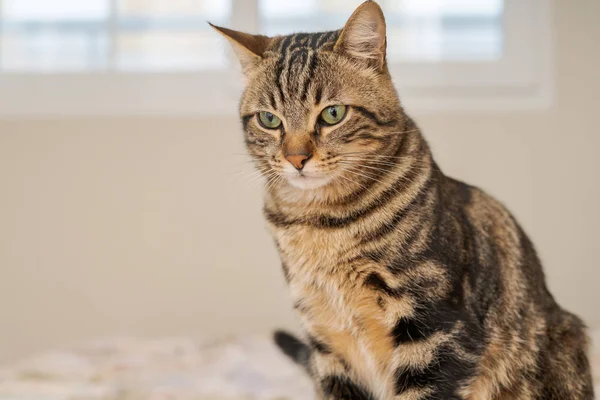 Schöne Kurzhaarkatze Liegt Hause Auf Dem Bett — Stockfoto