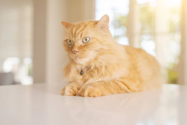 화창한 집에서 식탁에 고양이 — 스톡 사진