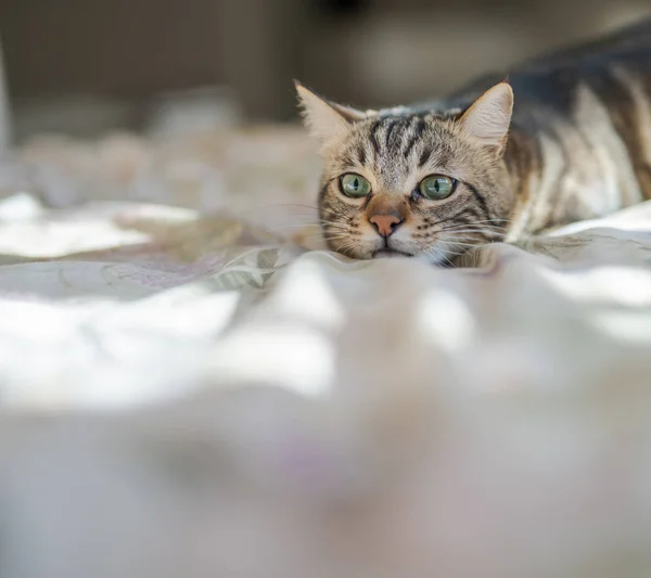 Piękne Krótkie Włosy Kot Leżący Łóżku Domu — Zdjęcie stockowe