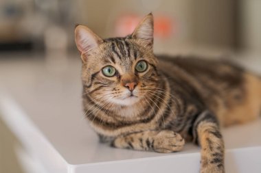 Güzel kısa saç kedi evde beyaz masanın üzerinde yatan
