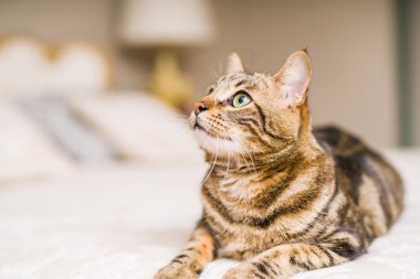 Evdeki yatakta yatan güzel kısa saçlı kedi.