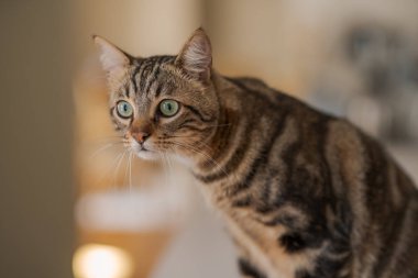 Kısa saç sevimli kedi evde meraklı ve snooping seyir