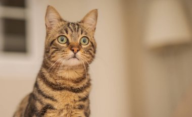 Kısa saç sevimli kedi evde meraklı ve snooping seyir