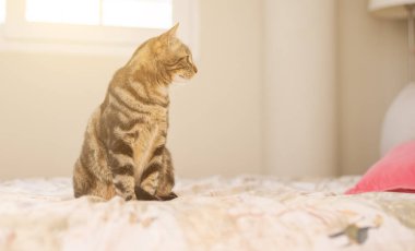 Evdeki yatakta yatan güzel kısa saçlı kedi.