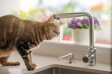 Güzel kısa saç kedi içme suyu musluk mutfak at