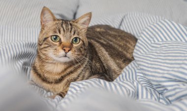 Evdeki yatakta yatan güzel kısa saçlı kedi.