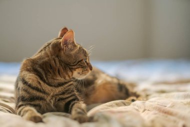 Evdeki yatakta yatan güzel kısa saçlı kedi.
