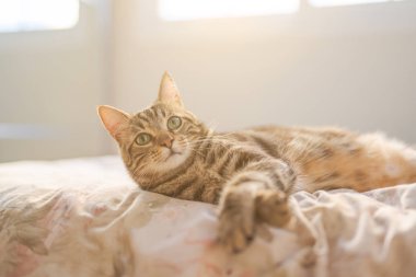 Evdeki yatakta yatan güzel kısa saçlı kedi.