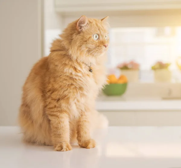 Linda Gengibre Gato Cabelo Longo Deitado Mesa Cozinha Dia Ensolarado — Fotografia de Stock