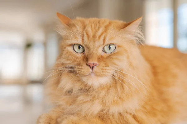 Vackra Ingefära Lång Hår Katt Liggande Köksbordet Solig Dag Hemma — Stockfoto