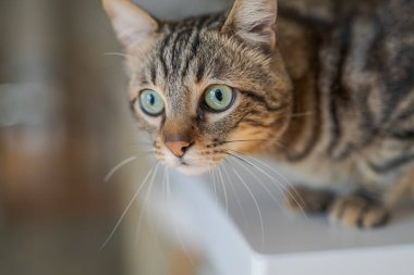Kısa saç sevimli kedi evde meraklı ve snooping seyir