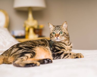 Evdeki yatakta yatan güzel kısa saçlı kedi.