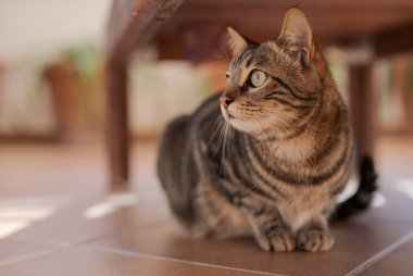 Güzel kısa saç kedi oynama ve ev bahçe katında yatan