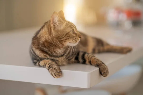 Belo Gato Cabelo Curto Deitado Mesa Branca Casa — Fotografia de Stock