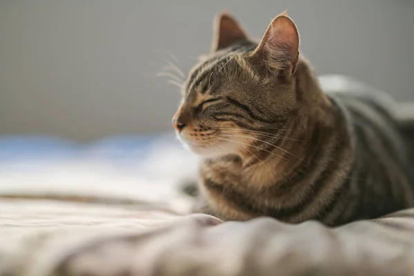 Vacker Kort Hår Katt Liggande Sängen Hemma — Stockfoto