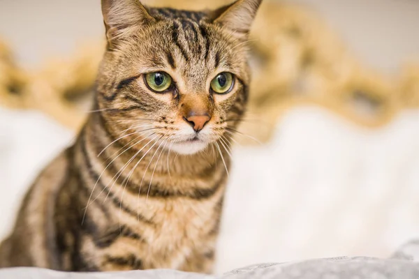 Vacker Kort Hår Katt Liggande Sängen Hemma — Stockfoto