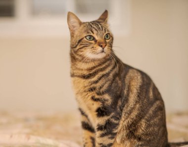 Evdeki yatakta yatan güzel kısa saçlı kedi.