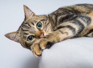 Evdeki yatakta yatan güzel kısa saçlı kedi.