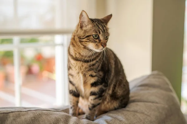 Bellissimo Gatto Pelo Corto Sdraiato Sul Divano Casa — Foto Stock