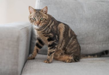 Güzel kısa saç kedi evde kanepede yalan
