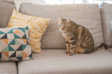 Güzel kısa saç kedi evde kanepede yalan