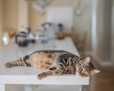 Güzel kısa saç kedi evde beyaz masanın üzerinde yatan