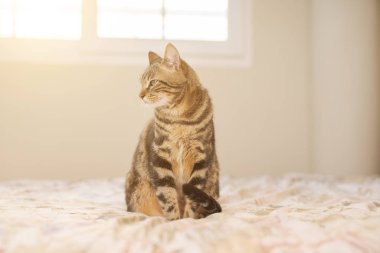 Evdeki yatakta yatan güzel kısa saçlı kedi.