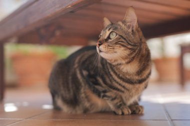 Güzel kısa saç kedi oynama ve ev bahçe katında yatan