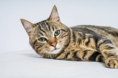 Evdeki yatakta yatan güzel kısa saçlı kedi.