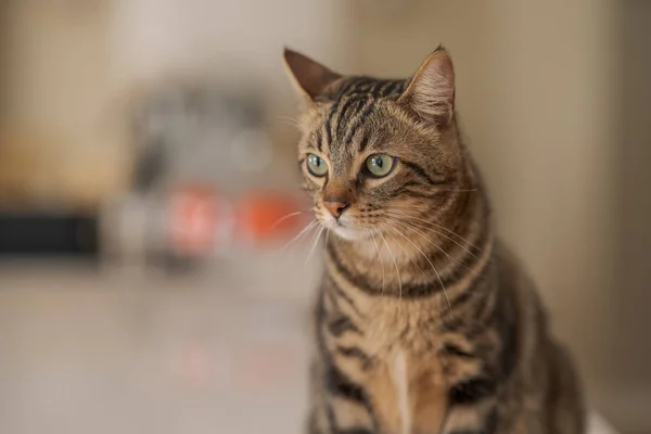 Niedliche Kurzhaarkatze Schaut Neugierig Und Schnüffelt Hause — Stockfoto