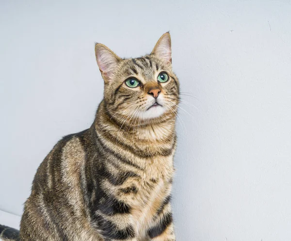 Beau Chat Cheveux Courts Couché Sur Lit Maison — Photo