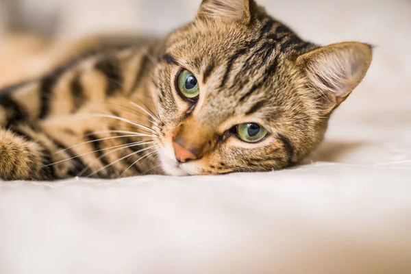 Vacker Kort Hår Katt Liggande Sängen Hemma — Stockfoto