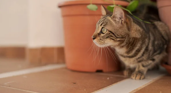 Hermoso Gato Pelo Corto Jugando Con Plantas Jardín Día Soleado — Foto de Stock